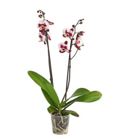 Schmetterlingsorchidee - Phalaenopsis Cultivars, Sonderfarben -Ecopotos Geschaft 8254021 PR FS 001 SchmetterlingsorchideePhalaenopsisSonderfarben2TrieberDehnerExpressHerzig