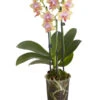 Duft-Schmetterlingsorchidee - Phalaenopsis Cultivaris 'Liodoro' 1 Duft-Schmetterlingsorchidee - Phalaenopsis Cultivaris 'Liodoro' -Ecopotos Geschaft 8254849 PR FS 001 SchmetterlingsorchideePhalaenopsisDuftLiodoro2TrieberT12DehnerExpressZS