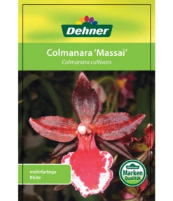 Tigerorchidee - Colmanara Cultivars 'Massai' -Ecopotos Geschaft 8256174 8256182 ColmanaraCultivars 19122016 1