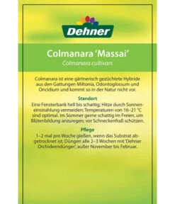 Tigerorchidee - Colmanara Cultivars 'Massai' -Ecopotos Geschaft 8256174 8256182 ColmanaraCultivars 19122016 2
