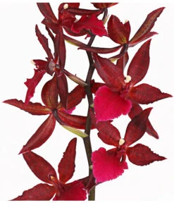 Tigerorchidee - Colmanara Cultivars 'Massai' -Ecopotos Geschaft 8256174 PR DE 002 ColmanaraMassai1TrieberT12DehnerExpressHerzig