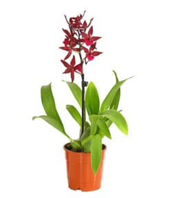 Tigerorchidee - Colmanara Cultivars 'Massai'