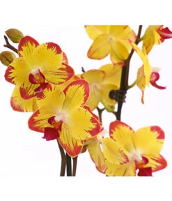 Schmetterlingsorchidee - Phalaenopsis Cultivars, Sonderfarben -Ecopotos Geschaft 8256943 WE DE 001 SchmetterlingsorchideePhalaenopsisBeeStingT12PremiumDehnerExpressHerzig