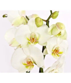 Schmetterlingsorchidee - Phalaenopsis Cultivars 9 Schmetterlingsorchidee - Phalaenopsis Cultivars -Ecopotos Geschaft 8258238 PR DE 001 SchmetterlingsorchideePhalaenopsis3TrieberWeissT12DehnerExpressHerzig