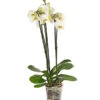 Schmetterlingsorchidee - Phalaenopsis Cultivars 2 Schmetterlingsorchidee - Phalaenopsis Cultivars -Ecopotos Geschaft 8258238 PR FS 001 SchmetterlingsorchideePhalaenopsis3TrieberWeissT12DehnerExpressHerzig