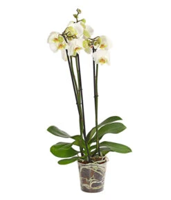 Schmetterlingsorchidee - Phalaenopsis Cultivars
