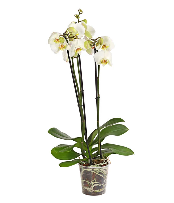 Schmetterlingsorchidee - Phalaenopsis Cultivars 3 Schmetterlingsorchidee - Phalaenopsis Cultivars