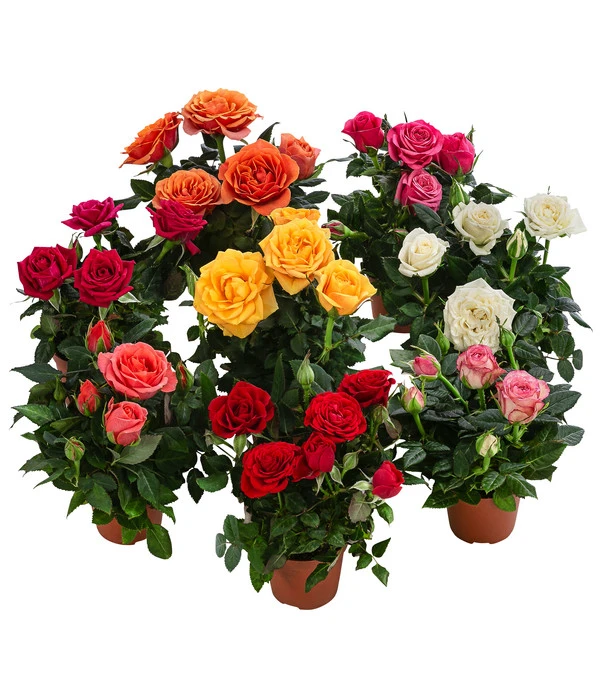 Topfrose - Rosa Chinensis, Verschiedene Sorten 3 Topfrose - Rosa Chinensis, Verschiedene Sorten