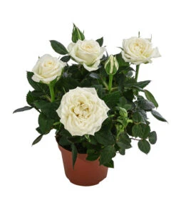 Topfrose - Rosa Chinensis, Verschiedene Sorten 15 Topfrose - Rosa Chinensis, Verschiedene Sorten -Ecopotos Geschaft 8265357 WE FS 003 RosenMixMini