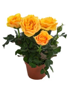 Topfrose - Rosa Chinensis, Verschiedene Sorten 16 Topfrose - Rosa Chinensis, Verschiedene Sorten -Ecopotos Geschaft 8265357 WE FS 004 RosenMixMini