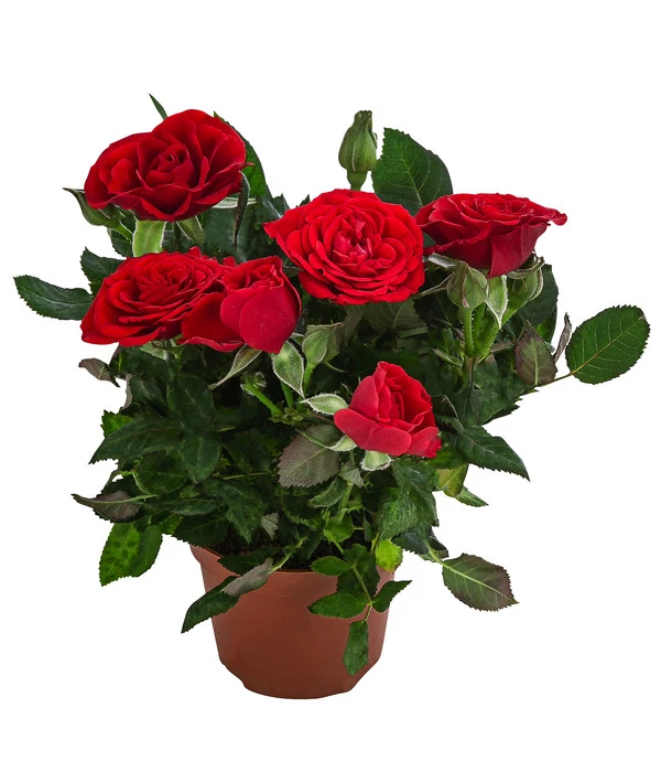 Topfrose - Rosa Chinensis, Verschiedene Sorten 8 Topfrose - Rosa Chinensis, Verschiedene Sorten – Bild 6