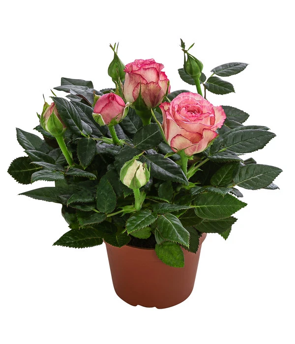 Topfrose - Rosa Chinensis, Verschiedene Sorten 9 Topfrose - Rosa Chinensis, Verschiedene Sorten – Bild 7
