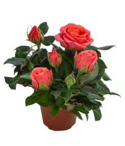 Topfrose - Rosa Chinensis, Verschiedene Sorten 20 Topfrose - Rosa Chinensis, Verschiedene Sorten -Ecopotos Geschaft 8265357 WE FS 008 RosenMixMini