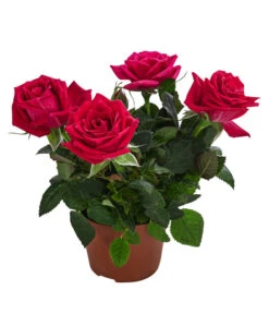 Topfrose - Rosa Chinensis, Verschiedene Sorten 21 Topfrose - Rosa Chinensis, Verschiedene Sorten -Ecopotos Geschaft 8265357 WE FS 009 RosenMixMini