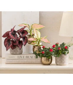 Topfrose - Rosa Chinensis, Verschiedene Sorten 23 Topfrose - Rosa Chinensis, Verschiedene Sorten -Ecopotos Geschaft 8265357 WE MO 001 RosenMixT6Valentin