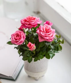 Topfrose - Rosa Chinensis, Verschiedene Sorten 22 Topfrose - Rosa Chinensis, Verschiedene Sorten -Ecopotos Geschaft 8265357 WE MO 02 RoseMiniTopfakiko