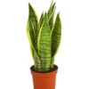 Bogenhanf - Sansevieria Trifasciata Var. Laurentii 1 Bogenhanf - Sansevieria Trifasciata Var. Laurentii -Ecopotos Geschaft 8267973 PR FS 001 SansevieriaTriLaurentiiDehnerExpressHerzig