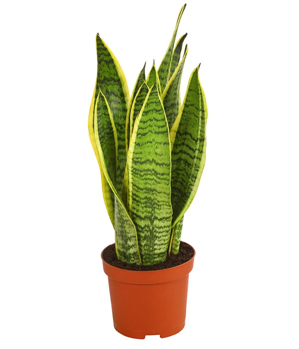Bogenhanf - Sansevieria Trifasciata Var. Laurentii 3 Bogenhanf - Sansevieria Trifasciata Var. Laurentii
