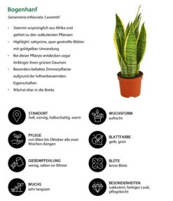 Bogenhanf - Sansevieria Trifasciata Var. Laurentii 10 Bogenhanf - Sansevieria Trifasciata Var. Laurentii -Ecopotos Geschaft 8267973 WE IG 001 BogenhanfSansevieriaTriLaurentiiDehnerExpressHerzig