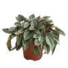 Peperomie - Peperomia Caperata 'Napoli Nights' -Ecopotos Geschaft 8269144 PR FS 001 PeperomiaNapoliNightsT12DehnerExpressHerzig