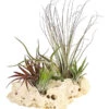 Tillandsien-Arrangement Auf Sansibar Rock - Tillandsia Hybride, 5-teilig -Ecopotos Geschaft 8270316 WE FS 001 TIllandsienAufSansibarRockXXL5PflanzenDehnerExpressHerzig