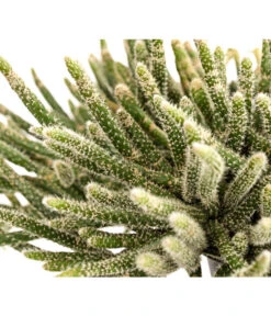 Korallenkaktus - Rhipsalis Cassutha, Verschiedene Sorten, Ampel -Ecopotos Geschaft 8275307 PR DE 001 RhipsalisAmpelKorallenkaktusT18DehnerExpressHerzig