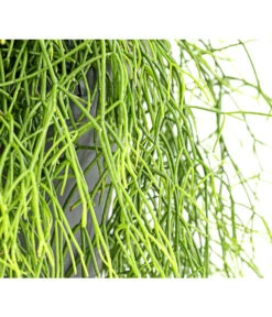 Korallenkaktus - Rhipsalis Cassutha, Verschiedene Sorten, Ampel -Ecopotos Geschaft 8275307 PR DE 002 RhipsalisAmpelKorallenkaktusT18DehnerExpressHerzig