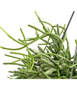 Korallenkaktus - Rhipsalis Cassutha, Verschiedene Sorten, Ampel -Ecopotos Geschaft 8275307 PR DE 003 RhipsalisAmpelKorallenkaktusT18DehnerExpressHerzig