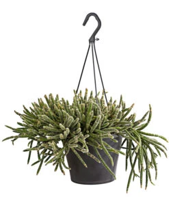 Korallenkaktus - Rhipsalis Cassutha, Verschiedene Sorten, Ampel -Ecopotos Geschaft 8275307 PR FS 001 RhipsalisAmpelKorallenkaktusT18DehnerExpressHerzig