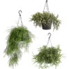 Korallenkaktus - Rhipsalis Cassutha, Verschiedene Sorten, Ampel -Ecopotos Geschaft 8275307 PR FS 001 RhipsalisAmpelMixT18