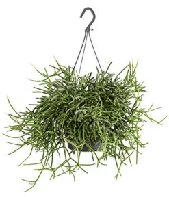 Korallenkaktus - Rhipsalis Cassutha, Verschiedene Sorten, Ampel -Ecopotos Geschaft 8275307 PR FS 003 RhipsalisAmpelKorallenkaktusT18DehnerExpressHerzig