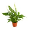 Air So Pure® Midi Einblatt - Spathiphyllum Wallisii