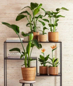 Dehner Seegras-Korb Igmar, Konisch -Ecopotos Geschaft 8276446 4439014 6895635 WE MO 001 StrelitzienKorbIgmarTopfThies