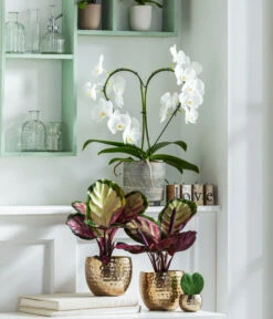 Dehner Metall-Übertopf Kody, Bauchig, Gold -Ecopotos Geschaft 8280505 WE MO 001 PhalaenopsisHerzT12