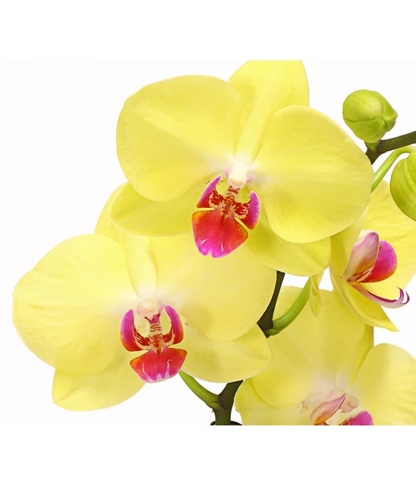 Schmetterlingsorchidee - Phalaenopsis Cultivars, Verschiedene Sorten 9 Schmetterlingsorchidee - Phalaenopsis Cultivars, Verschiedene Sorten – Bild 7