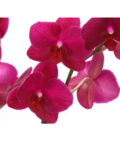 Schmetterlingsorchidee - Phalaenopsis Cultivars, Verschiedene Sorten 19 Schmetterlingsorchidee - Phalaenopsis Cultivars, Verschiedene Sorten -Ecopotos Geschaft 8280513 PR DE 004 SchmetterlingsorchideePhalaenopsisCrossing2TrieberT12Herzig