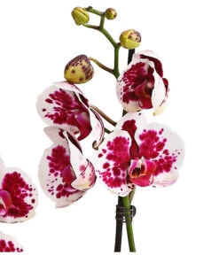 Schmetterlingsorchidee - Phalaenopsis Cultivars, Sonderfarben -Ecopotos Geschaft 8283269 WE DE 002 SchmetterlingsorchideePhalaenopsisSparklingMoments2TrieberT12DehnerExpressHerzig