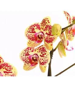 Schmetterlingsorchidee - Phalaenopsis Cultivars, Sonderfarben -Ecopotos Geschaft 8283392 WE DE 001 SchmetterlingsorchideePhalaenosisTotalCool2TrieberT12OWDehnerExpressHerzig