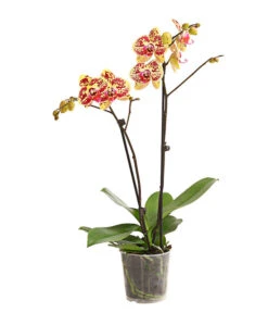 Schmetterlingsorchidee - Phalaenopsis Cultivars, Sonderfarben -Ecopotos Geschaft 8283392 WE FS 001 SchmetterlingsorchideePhalaenosisTotalCool2TrieberT12OWDehnerExpressHerzig