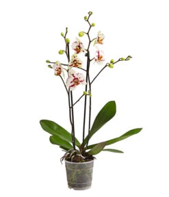 Schmetterlingsorchidee - Phalaenopsis Cultivars, Sonderfarben -Ecopotos Geschaft 8283400 WE FS 001 SchmetterlingsorchideePhalaenopsisGoodTimes2TrieberPremiumDehnerExpressHerzig