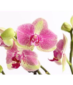 Schmetterlingsorchidee - Phalaenopsis Cultivars, Sonderfarben -Ecopotos Geschaft 8283475 WE DE 001 SchmetterlingsorchideePhalaenopsisMarshmellow2TrT12DehnerExpressHerzig