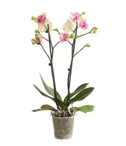 Schmetterlingsorchidee - Phalaenopsis Cultivars, Sonderfarben -Ecopotos Geschaft 8283475 WE FS 001 SchmetterlingsorchideePhalaenopsisMarshmellow2TrT12DehnerExpressHerzig