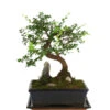 Bonsai Mit Fels In Keramik -Ecopotos Geschaft 8283665 WE FS 001 BonsaiMitFelsInKeramik 02