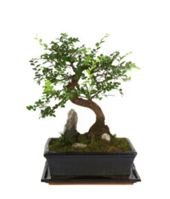 Bonsai Mit Fels In Keramik