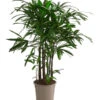 Steckenpalme - Rhapis Excelsa -Ecopotos Geschaft 8285561 PR FS 002 RhapisExcelsaT27DehnerExpressHerzig