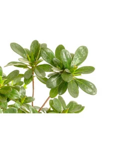 Outdoor-Bonsai Japanische Azalee - Azalee Japonica -Ecopotos Geschaft 8286106 PR DE 001 AzaleeAzaleaJaponicaOhneSchaleT15DehnerExpressHerzig