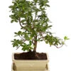 Outdoor-Bonsai Japanische Azalee - Azalee Japonica -Ecopotos Geschaft 8286106 PR FS 001 AzaleeAzaleaJaponicaOhneSchaleT15DehnerExpressHerzig