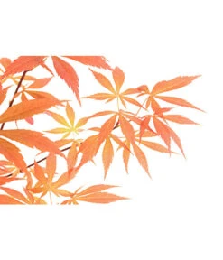 Outdoor-Bonsai Roter Fächerahorn - Acer Palmatum 'Atropurpureum' -Ecopotos Geschaft 8286296 PR DE 001 AhornAcerOhneUnterschaleT20DehnerExpressHerzig