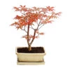 Outdoor-Bonsai Roter Fächerahorn - Acer Palmatum 'Atropurpureum' -Ecopotos Geschaft 8286296 PR FS 001 AhornAcerOhneUnterschaleT20DehnerExpressHerzig