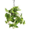 Baumfreund - Philodendron Scandens 'Brasil', Ampel